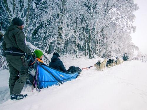 Bon cadeau Chien de traineau ou cani-kart - 1 personne