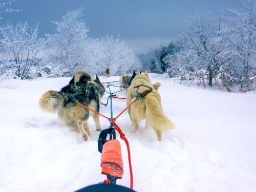 Chien de traineau Adulte Guéry - 1 personne