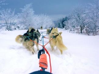 Chien de traineau Adulte Guéry - 1 personne