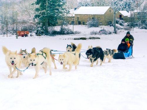 Bon cadeau Chien de traineau ou Cani-kart ENFANT