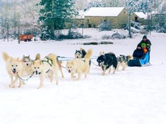 Bon cadeau Chien de traineau ou Cani-kart ENFANT