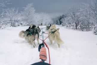 Chien de traineau Adulte Guéry - 1 personne