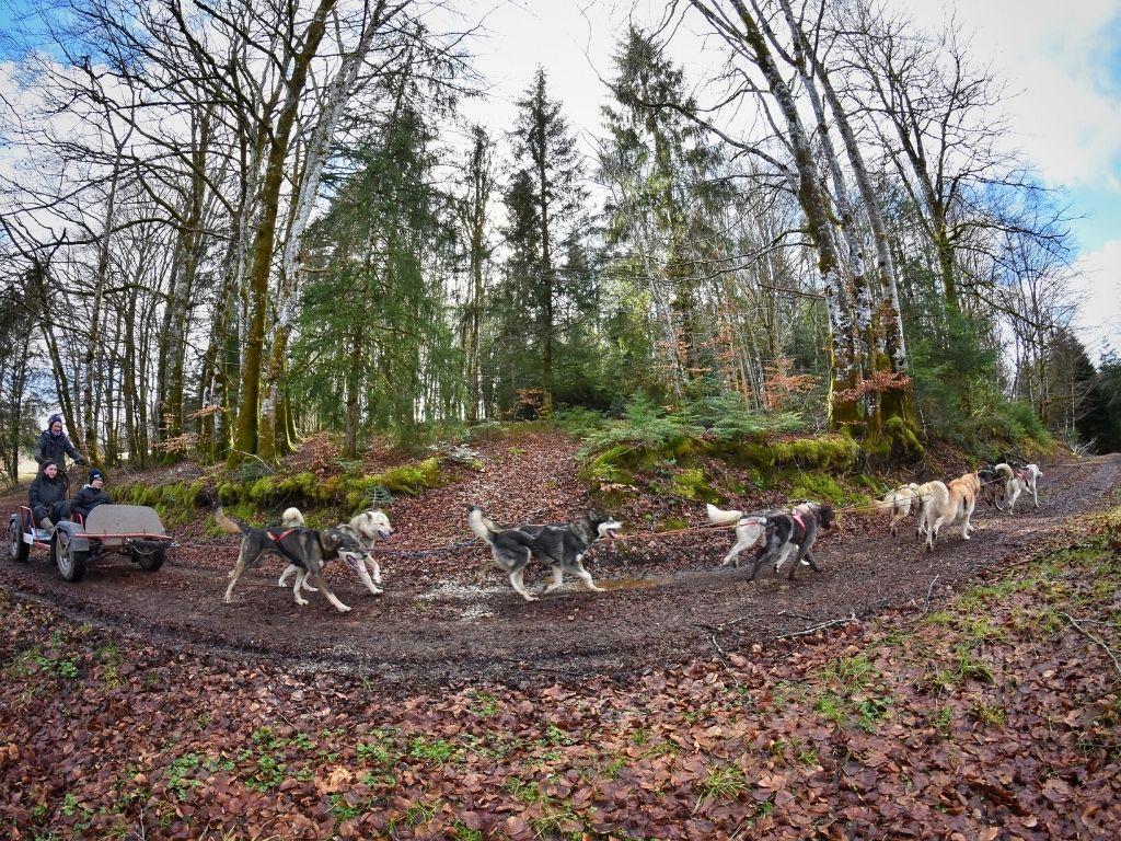 Cani-kart adult 1h30 Chaîne des Puys