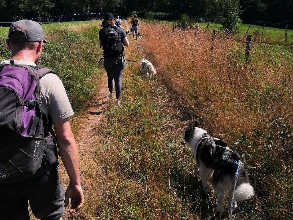 Cani-rando adulte Chaîne des Puys