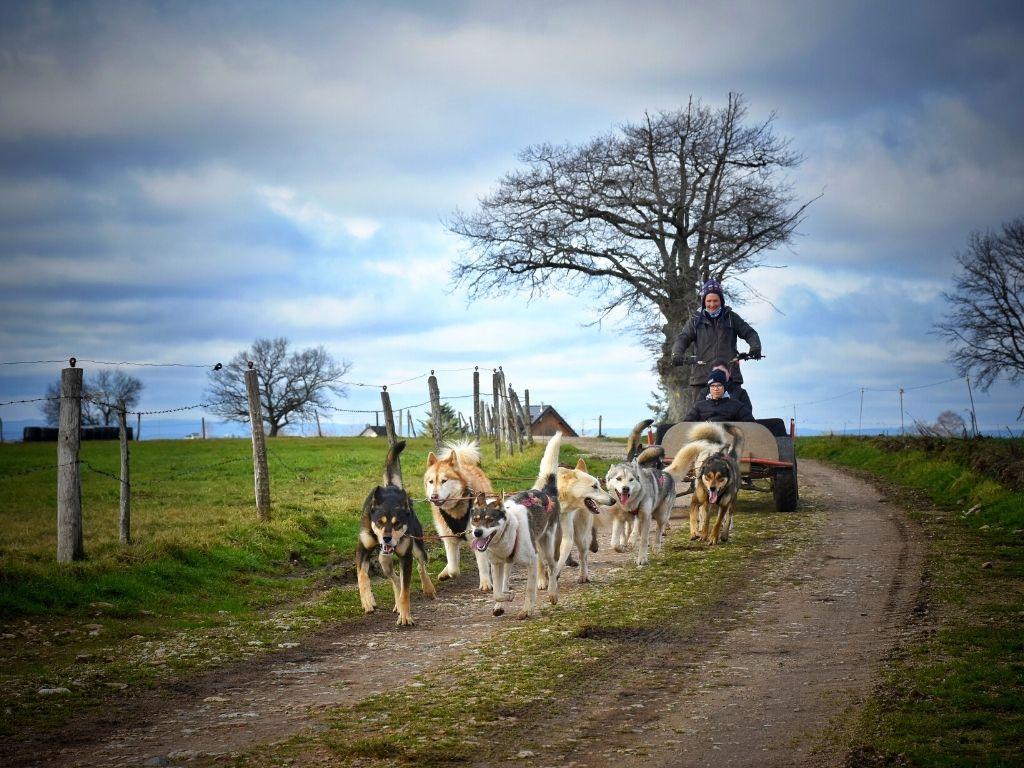 Cani-kart adulte 1h30 Sancy