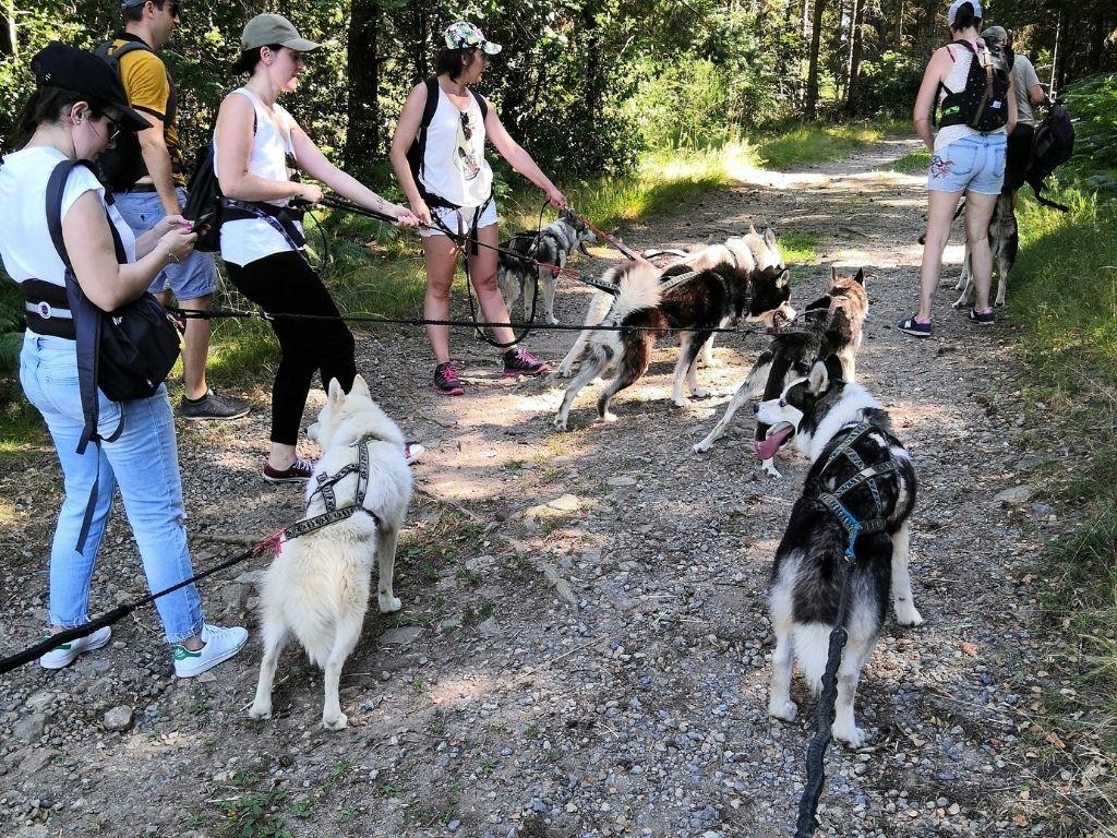 Cani-rando adulte Sancy